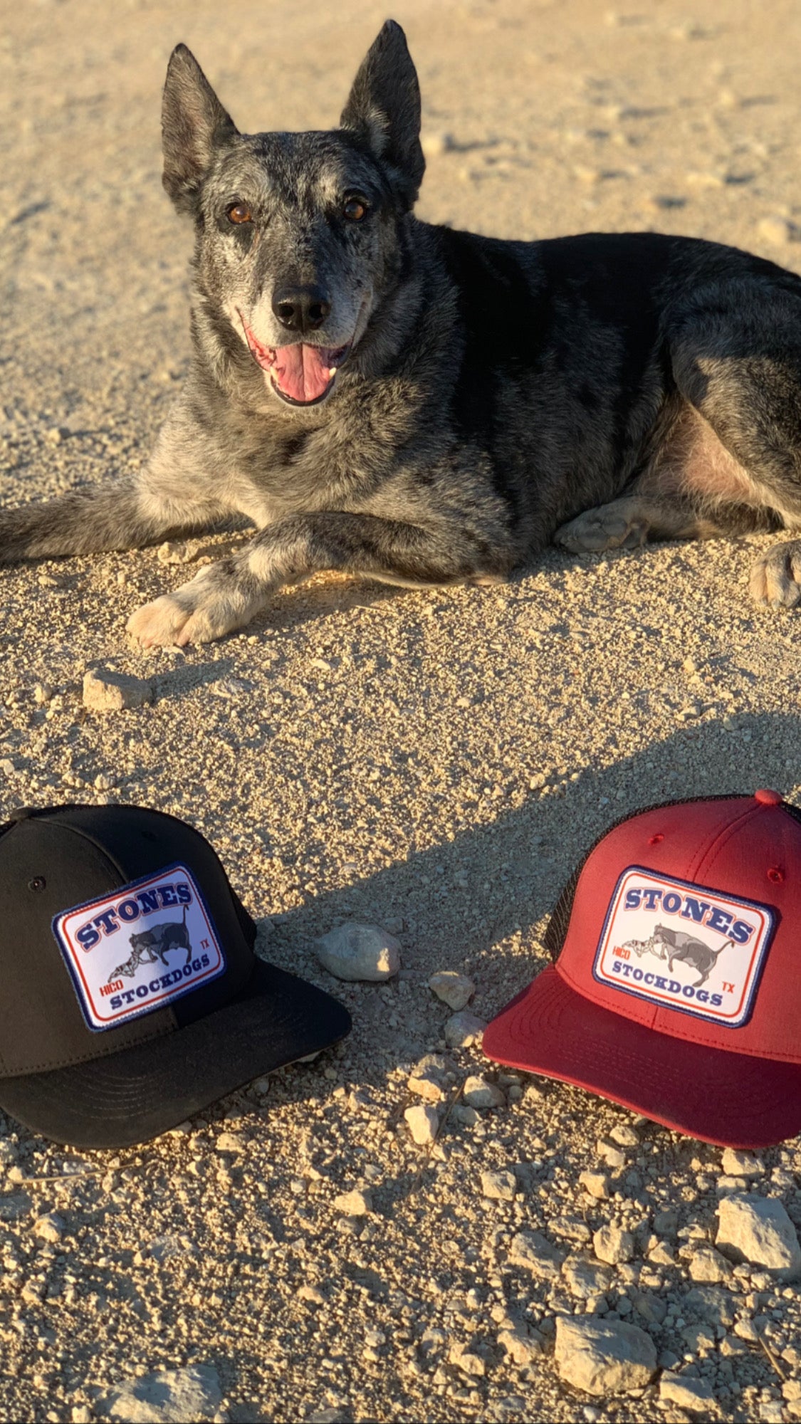 Stones Stockdogs Cap